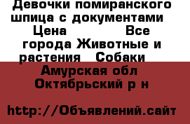 Девочки помиранского шпица с документами › Цена ­ 23 000 - Все города Животные и растения » Собаки   . Амурская обл.,Октябрьский р-н